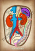 A4 PDF Complete Urinary System E-book
