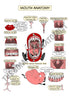 Digestive System Printable Flashcards