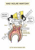 Digestive System Printable Flashcards