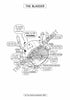 Urinary System Coloring Book