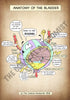 A4 PDF Complete Urinary System E-book