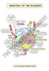 Urinary System Printable Flashcards