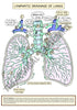 Respiratory System Printable Flashcards