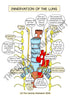 Respiratory System Printable Flashcards