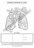 Respiratory System Coloring Book (Digital Product)