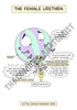 Urinary System Printable Flashcards
