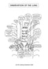 Respiratory System Coloring Book (Digital Product)