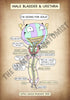 A4 PDF Complete Urinary System E-book