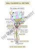 Urinary System Printable Flashcards