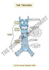 Respiratory System Printable Flashcards