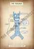 A4 PDF Complete Respiratory System E-book