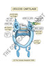 Respiratory System Printable Flashcards