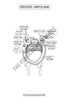 Respiratory System Coloring Book (Digital Product)