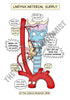Respiratory System Printable Flashcards