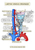 Respiratory System Printable Flashcards