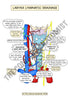 Respiratory System Printable Flashcards