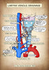 A4 PDF Complete Respiratory System E-book