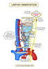 Respiratory System Printable Flashcards