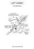Urinary System Coloring Book