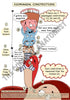 Digestive System Printable Flashcards