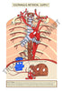 Digestive System Printable Flashcards