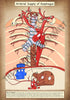 A4 PDF Complete Digestive System E-book