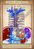 A4 PDF Complete Digestive System E-book