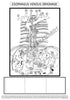 Digestive System Coloring Book (Digital Download)