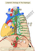 Digestive System Printable Flashcards