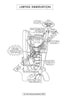 Respiratory System Coloring Book (Digital Product)