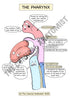 Respiratory System Printable Flashcards