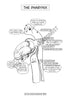 Respiratory System Coloring Book (Digital Product)
