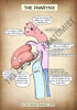 A4 PDF Complete Respiratory System E-book