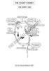 Urinary System Coloring Book