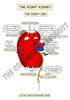 Urinary System Printable Flashcards