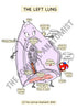 Respiratory System Printable Flashcards
