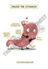 Digestive System Printable Flashcards