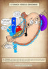 A4 PDF Complete Digestive System E-book