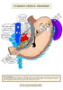 Digestive System Printable Flashcards