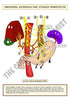 Digestive System Printable Flashcards