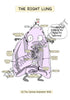 Respiratory System Printable Flashcards