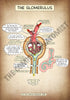 A4 PDF Complete Urinary System E-book
