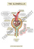 Urinary System Printable Flashcards