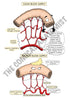 Digestive System Printable Flashcards