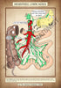 A4 PDF Complete Digestive System E-book