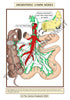 Digestive System Printable Flashcards
