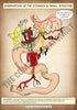 A4 PDF Complete Digestive System E-book
