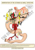 Digestive System Printable Flashcards