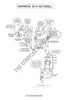 Urinary System Coloring Book