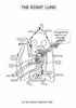 Respiratory System Coloring Book (Digital Product)